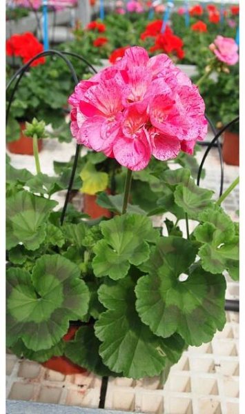 Pelargonium Surv. Idols PINK BATIK - muškát - Lukon Glads s.r.o.