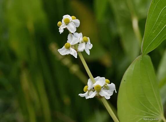 Šípatka širolistá (Sagittaria latifolia)