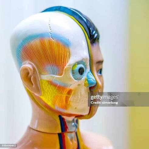 head part of a child's anatomy model - child nn model stock-fotos und bilder