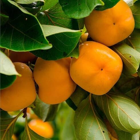Semena Tomelu – Tomel japonský – Diospyros kaki