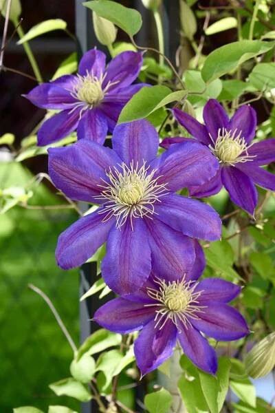 purple-clematis