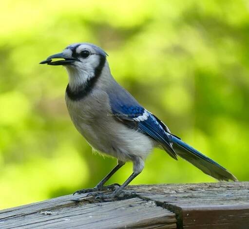 Birds – Briarcliff Photography