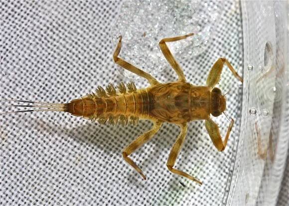 Drunella coloradensis
