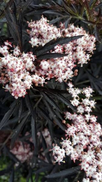 Sambucus nigra Black Lace