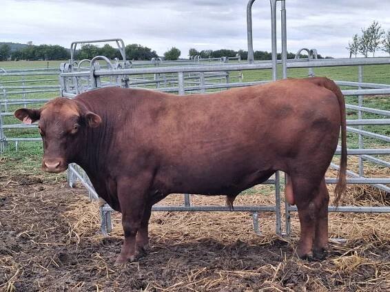 Prodám, vyměním býka Aberdeen Angus RED - Zlín