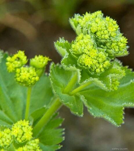 Kontryhel měkký (Alchemilla mollis)
