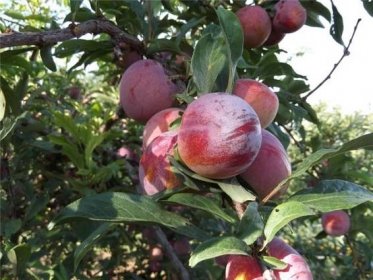 The secrets of pruning plums, as well as the formation of the correct fit