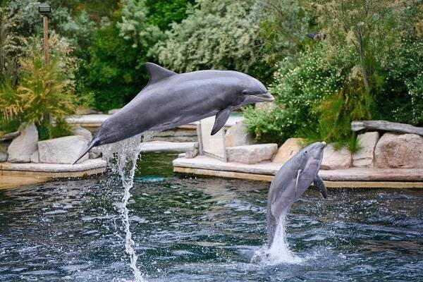 Delfinárium a Zoo Norimberk
