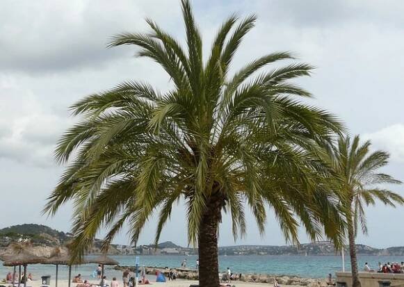Mallorca - Paguera