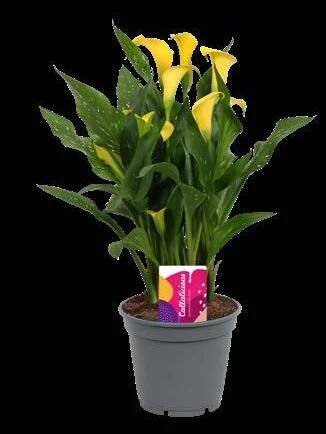 Callalicious© | Calla Zantedeschia catalogus 2024 |Vreugdenhil Bulbs & Plants by Vreugdenhil Bulbs & Plants - Issuu