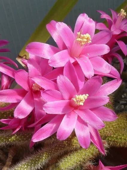 Kaktus des Jahres 2024 – Von Anfang an dabei, der Peitschenkaktus Aporocactus flagelliformis – Deutsche Kakteen-Gesellschaft