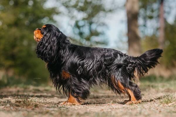 Ascot Anthony z Usedlosti Újezdec - Od Majavelu | Kavalír King Charles španěl