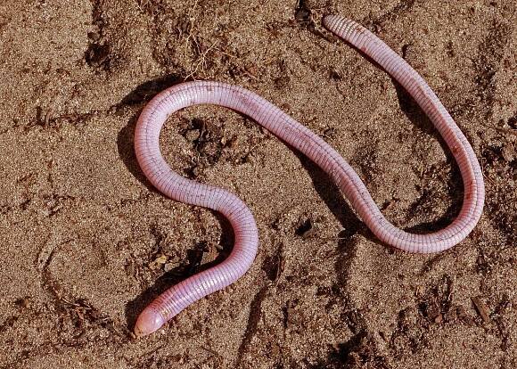 Worm lizard
