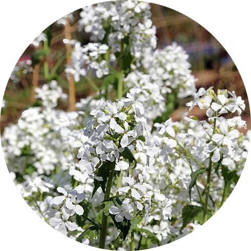 Měsíčnice roční - Lunaria annua 'Alba'