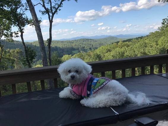CABIN RENTALS OF BLUE RIDGE - Campground Reviews (GA)