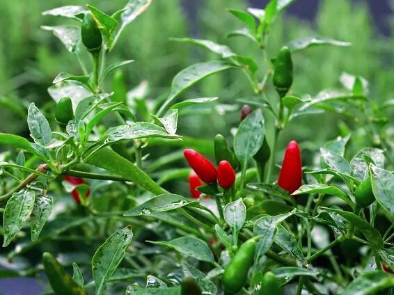 HomeInCube.cz: fotografie Vypěstujte si doma během zimy chilli papričky! S trochou píle to zvládne každý
