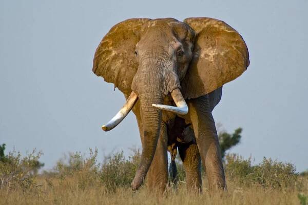 Big Tusker Safari - Wild Vision Adventures