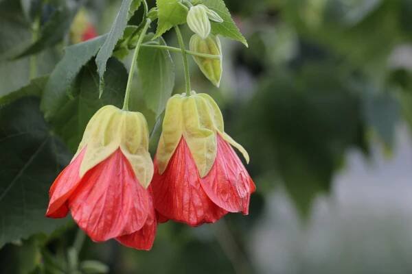 Abutilon 'Tangerine'