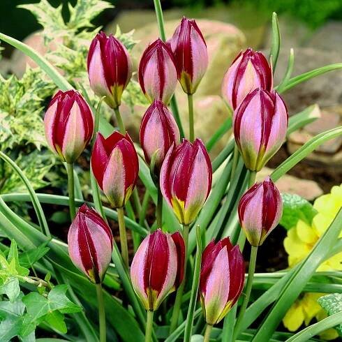 Tulipán, ideální pro malou zahrádku, botanický – 5 cibulek
