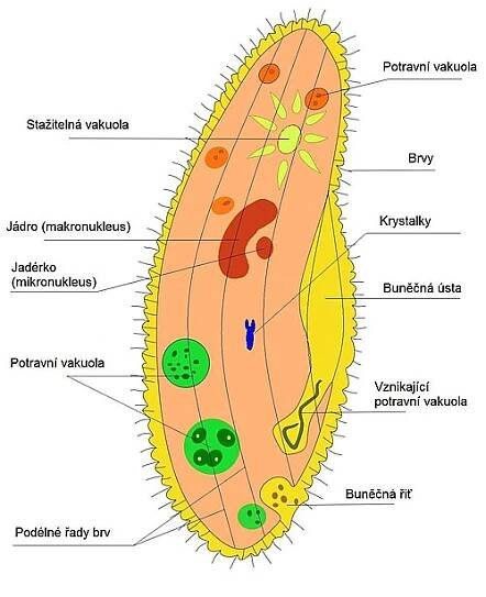 Prvoci – Wikipedie