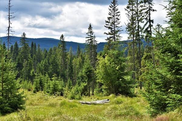Modrava – Cikánská slať – Březník – Střípky ze zápisníku