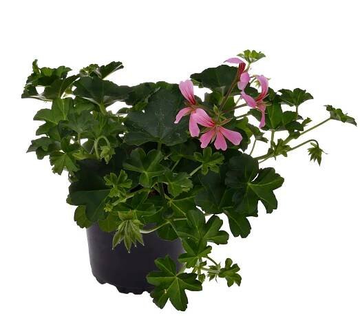 Muškát převislý - Pelargonie štítnatá (Pelargonium peltatum) "Cascade" pr. 11 cm