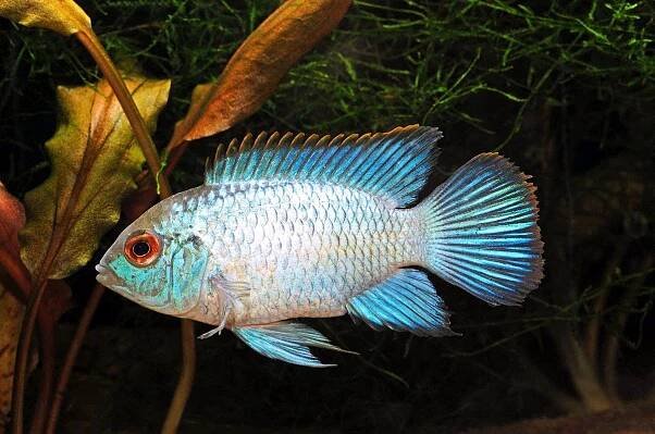 Akara zelená - Blue Neon (Nannacara sp. Neon Blue)