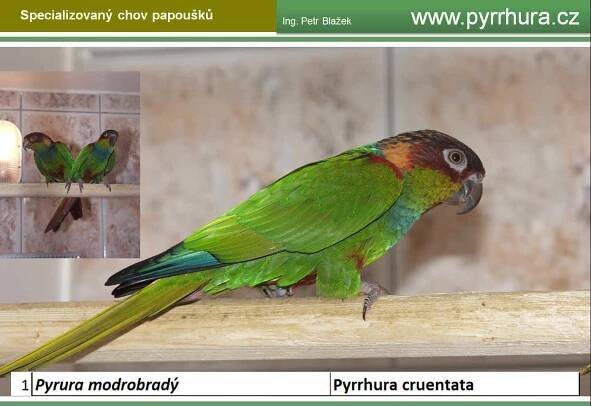 pyrrhura cruentata