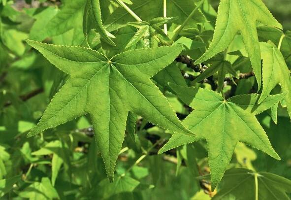 Summer foliage