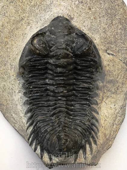 coltrenia-oufatensis_1644139981.jpg