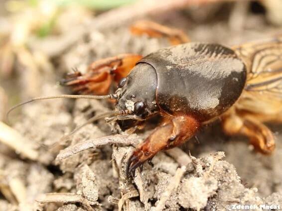 Gryllotalpa gryllotalpa - krtonožka obecná | Gryllotalpidae - krtonožkovití | Natura Bohemica