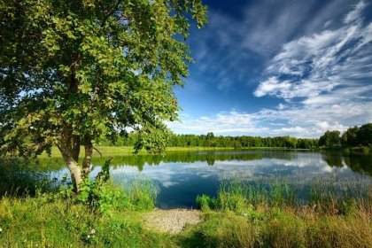 Strom na břehu jezera v létě — Stock fotografie