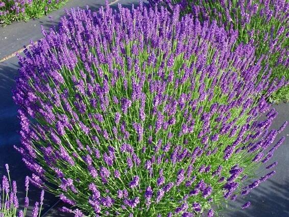 Levandule úzkolistá HIDCOTE BLUE nízká odrůda INTENZIVNĚ VONÍCÍ, odolná Latinský název lavandula angustifolia