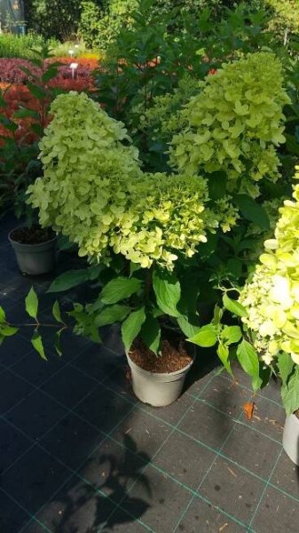 Hydrangea paniculata 'Mojito' - Záhradníctvo Čambor