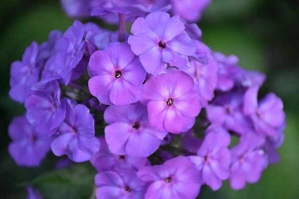 Phlox paniculata 'Blue Boy'