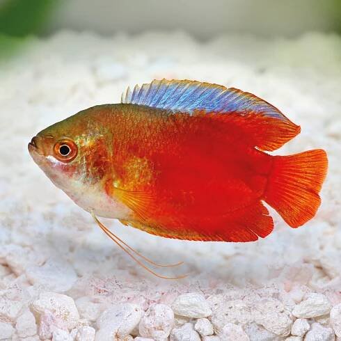 Where do the Fish in Your Aquarium Live in the Wild? - by NT Labs