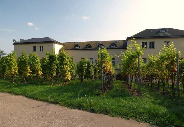Vinice Palata – tip na výlet | Vyletnik.cz