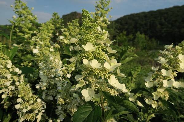 Hortenzie latnatá 'Unique'