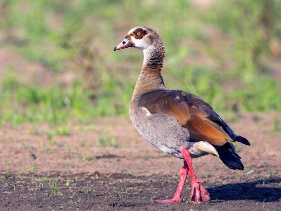  - Egyptian Goose