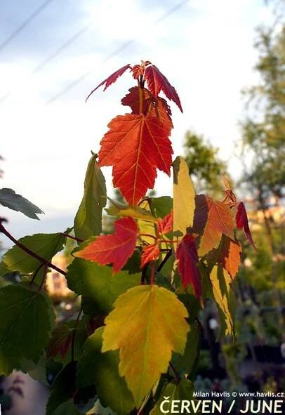 Rostliny: Acer rubrum 'Summer Red'® - javor červený