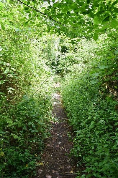 overgrown nature path Merseburg