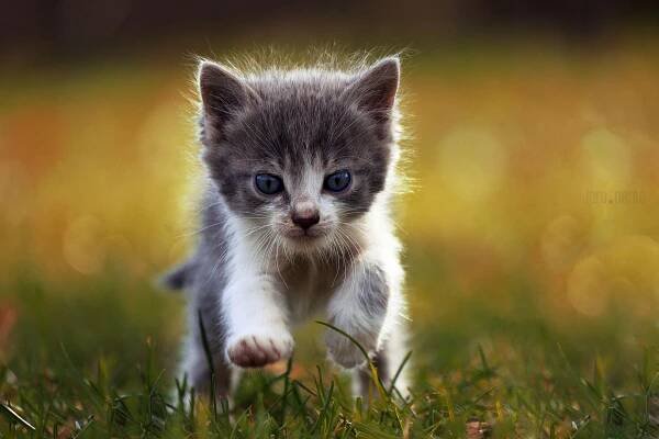 malé kotě běží - kitten jumping - stock snímky, obrázky a fotky