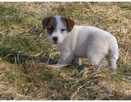 Prodám štěňátka JRT (jack russell terier) s PP | inzerce.VSEPROLOV.CZ