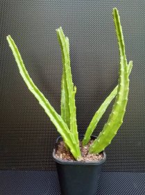 Stapelia grandiflora 2