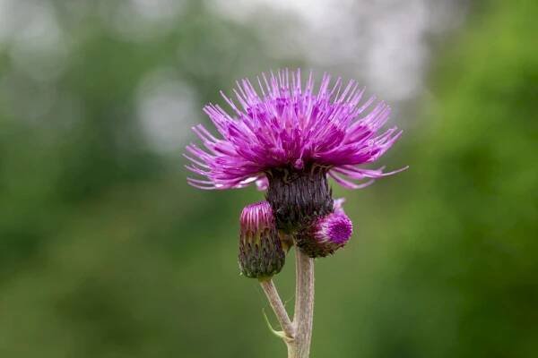 pcháč: Cirsium – rod dvouděložných rostlin z čeledi hvězdnicovitých