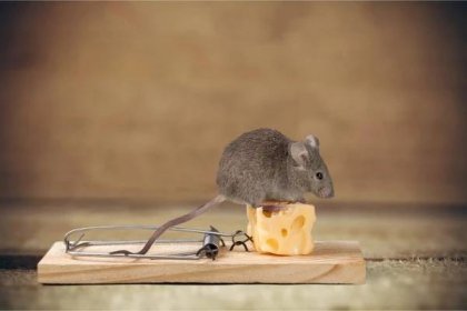 Jak chytit myš v pokoji?