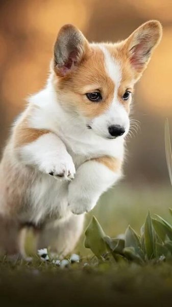 950x1689 Corgi Puppy Pet Dog 4K Ultra HD Mobile Wallpaper. Cute puppy wallpaper, Corgi puppy, Corgi wallpaper