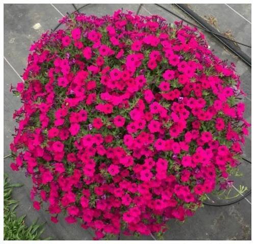 Petunia F1 Purple Glo typu surfinia „JIŽ VYSETÁ“ semena