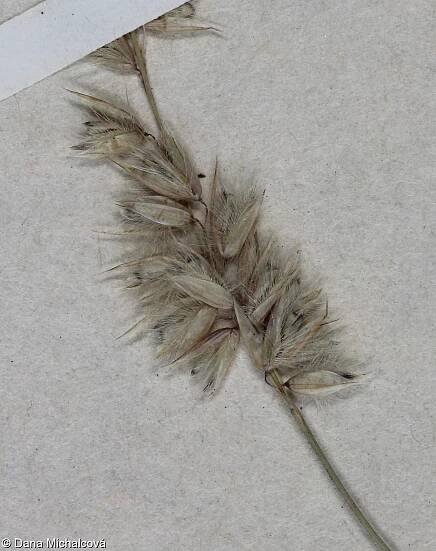 Melica ciliata – strdivka brvitá