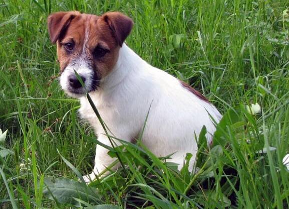 Chovný pes - top 100% australský Jack Russel Terier broken - Amaretto Armonia Canina